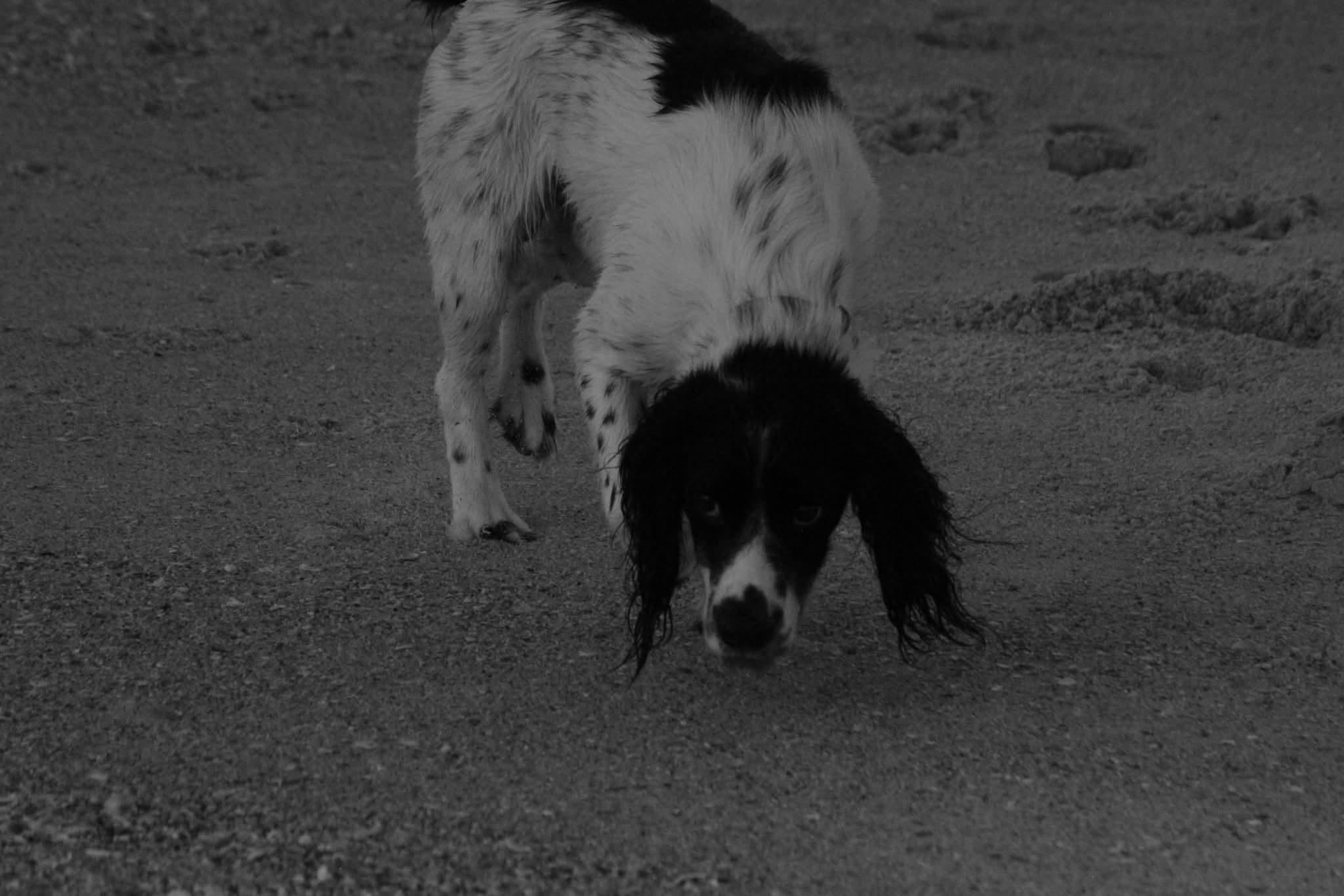 Springer spaniel on the beach at dusk