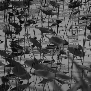 Print: Still Water